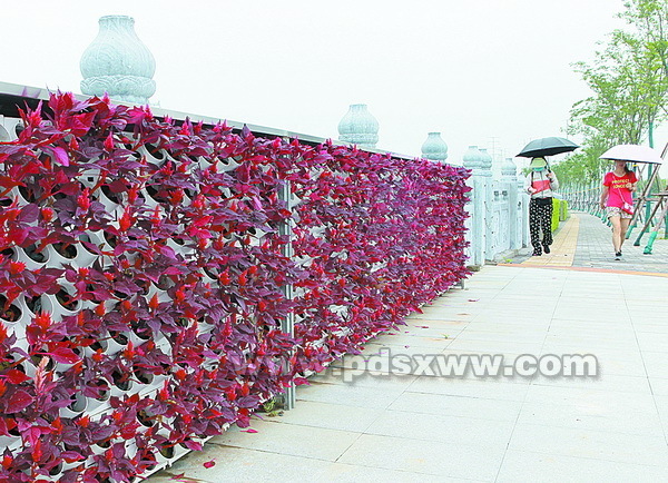 立体花墙扮靓桥栏