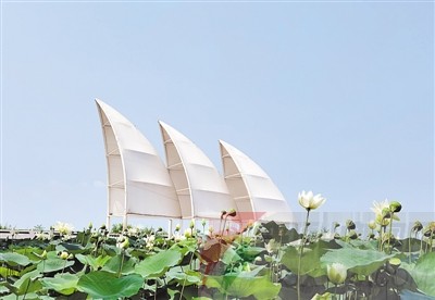 碧水蓝天荷塘风帆