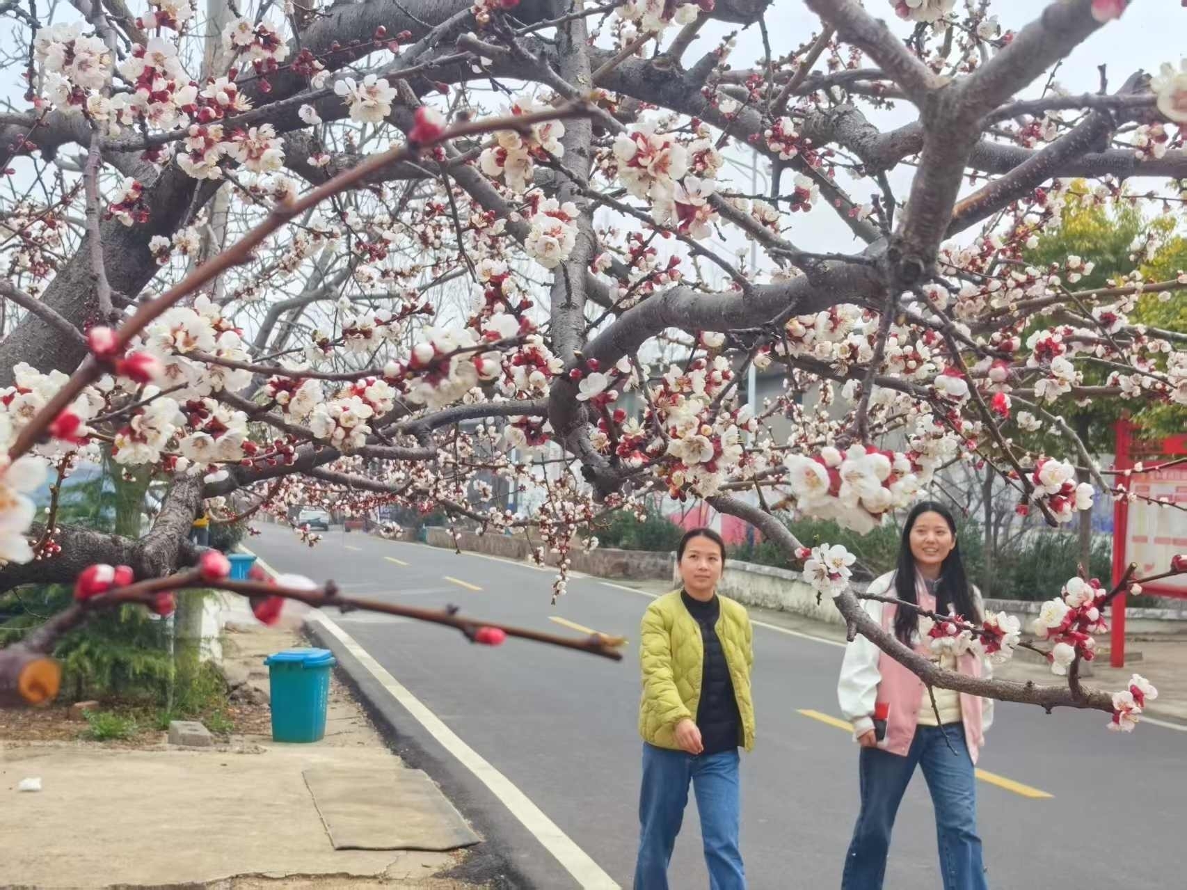 杏花.jpg